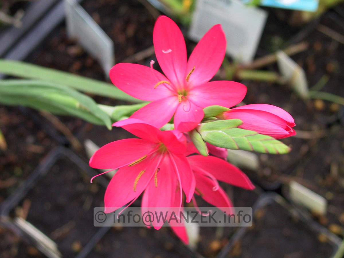 Schizostylis coccinea Mrs. Hegarty 03.JPG